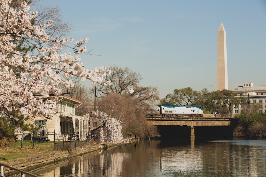 An Amtrak train passes over a bridge with cherry blossoms in the foreground and the Washington Monument behind. 